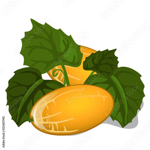 Big ripe juicy yellow melon with leaves. Vector