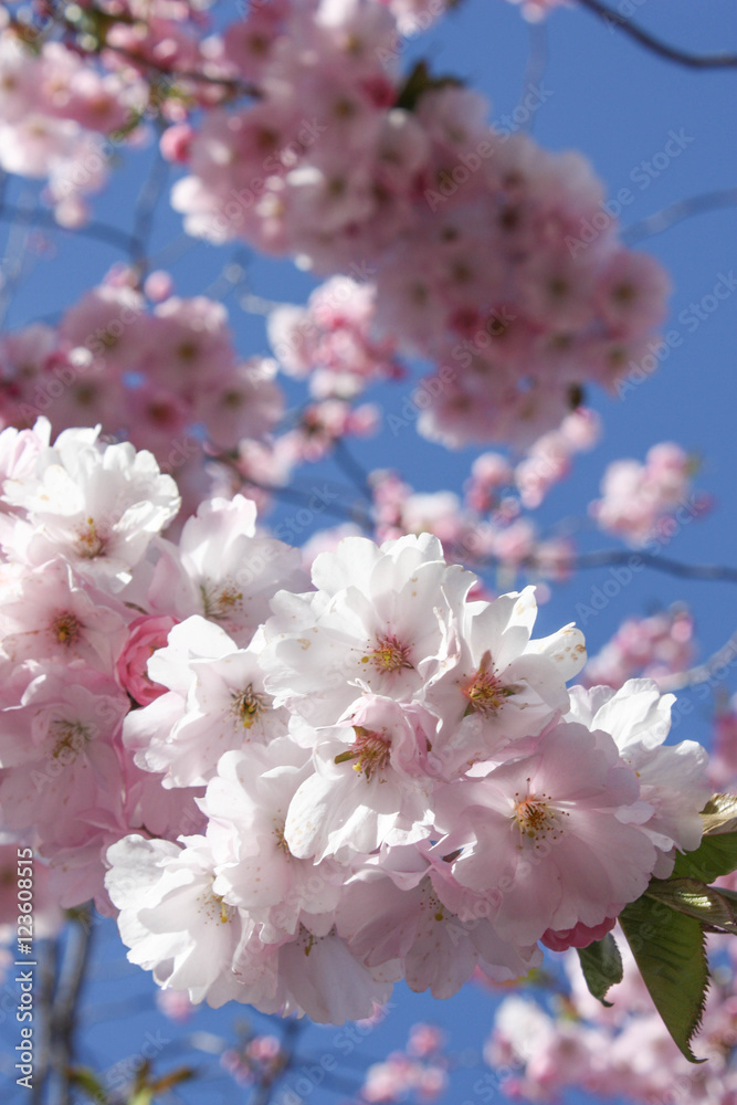 Obraz premium Cheery Blossom