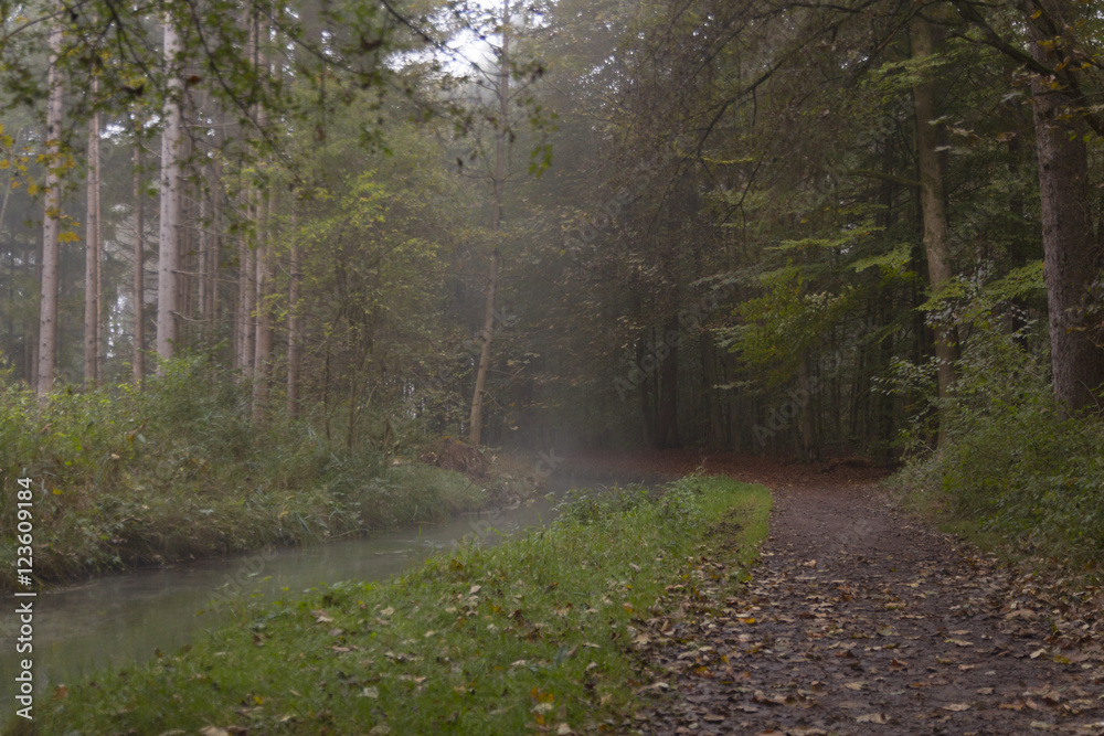 Obraz premium Waldweg im Nebel