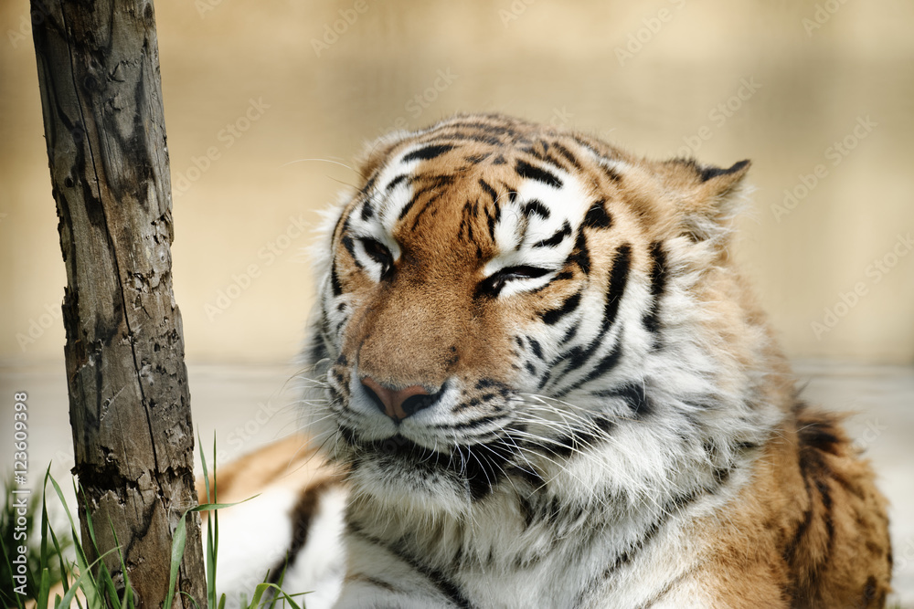 Naklejka premium 虎