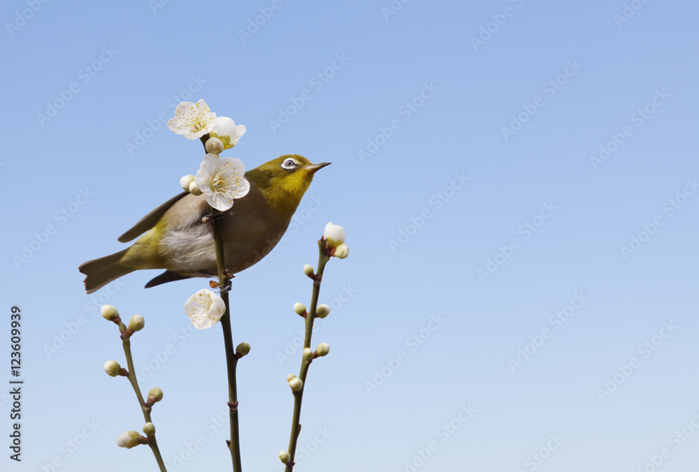 Fototapeta premium plum blossoms and a bird called Japanese White-eye