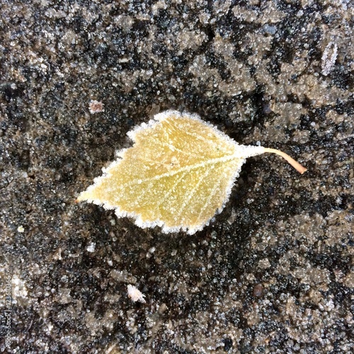 Frozen in the morning