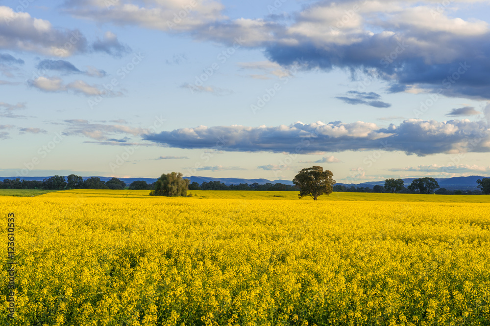 Canola field in Australia Canola field in Australia