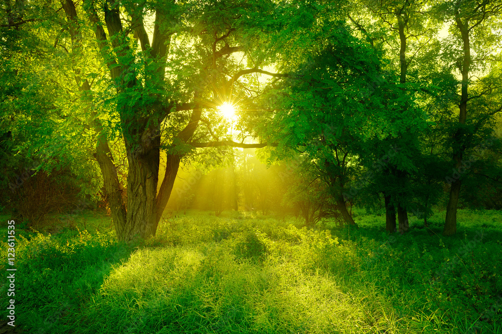 Obraz premium Drzewo robinii akacjowej na polanie w lesie oświetlone promieniami słońca przez mgłę