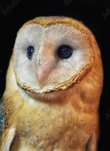 Barn owl portrait with black background. Shallow DOF ( soft focus on the owl head )