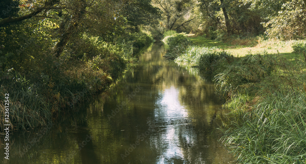 river through forest