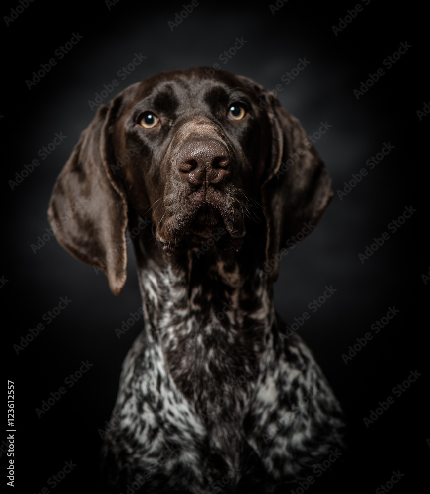 Dog portrait, studio shot.