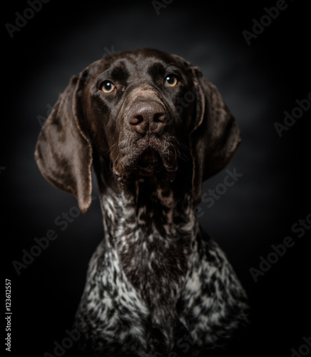 Dog portrait, studio shot.