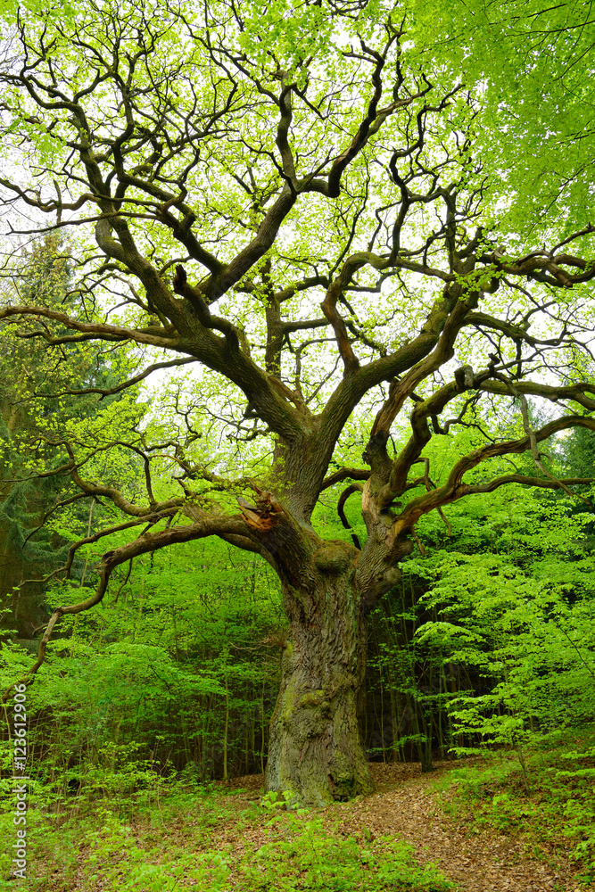 Gnarled Mighty Oak Tree in Green Forest Gnarled Mighty Oak Tree in Green Forest