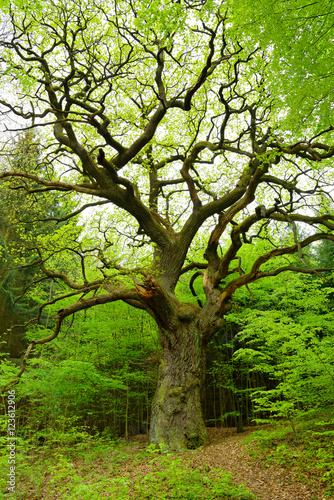 Gnarled Mighty Oak Tree in Green Forest