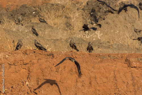 A group of Black Kite  Milvus migrans  on an earth-mound