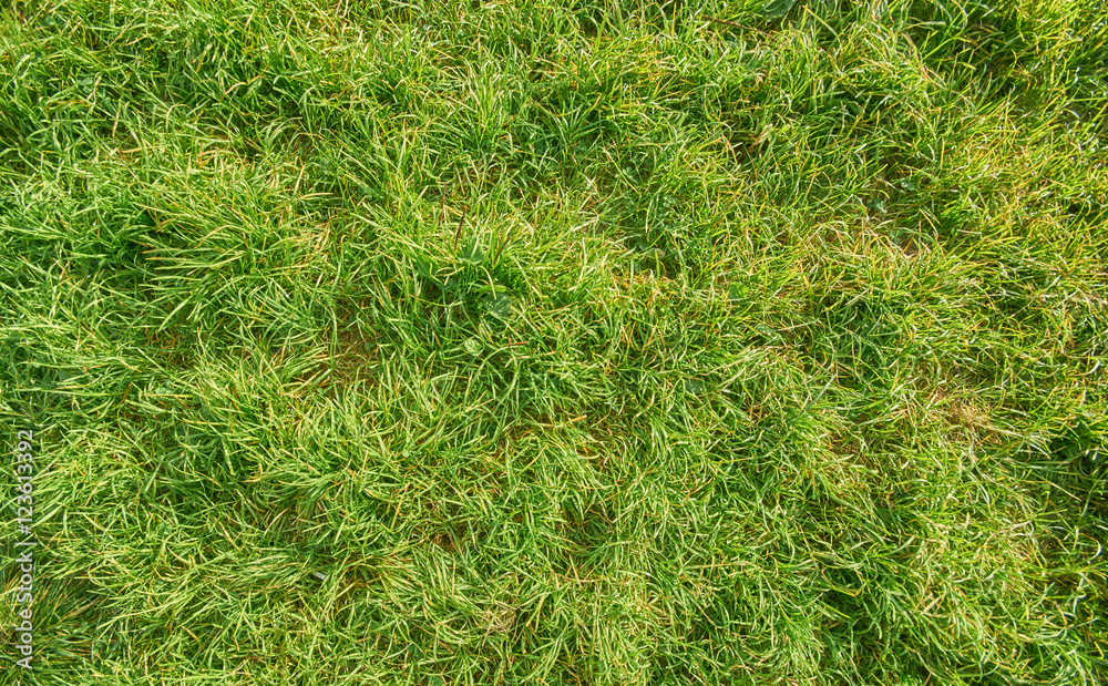 green grass green grass