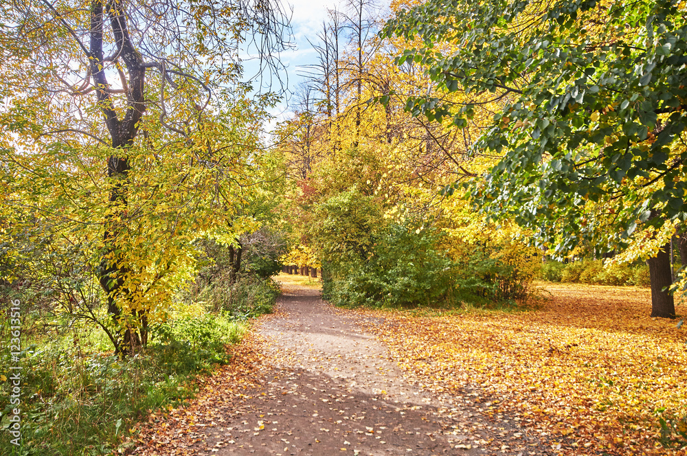 Naklejka premium autumn Park