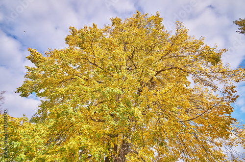 the trees in the fall from the bottom up photo