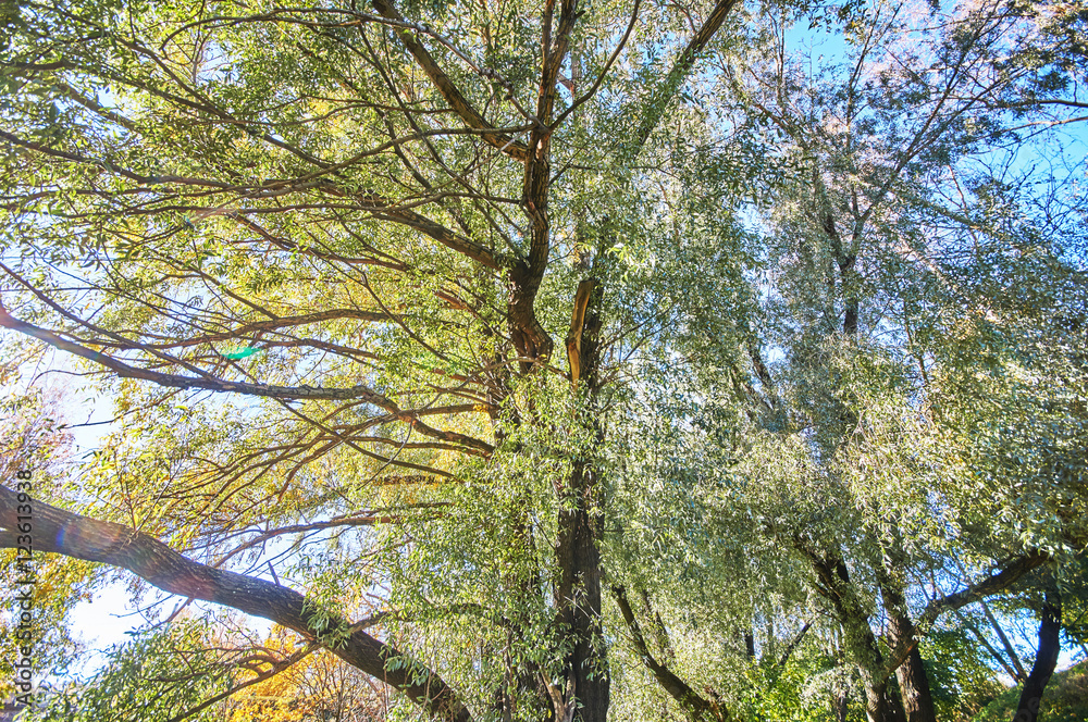 Obraz premium the trees in the fall from the bottom up