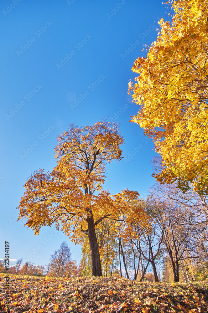 Naklejka premium autumn Park