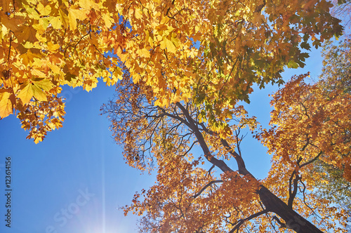 the trees in the fall from the bottom up photo