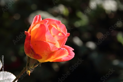 Blooming cultivar rose in the sunny autumn garden
