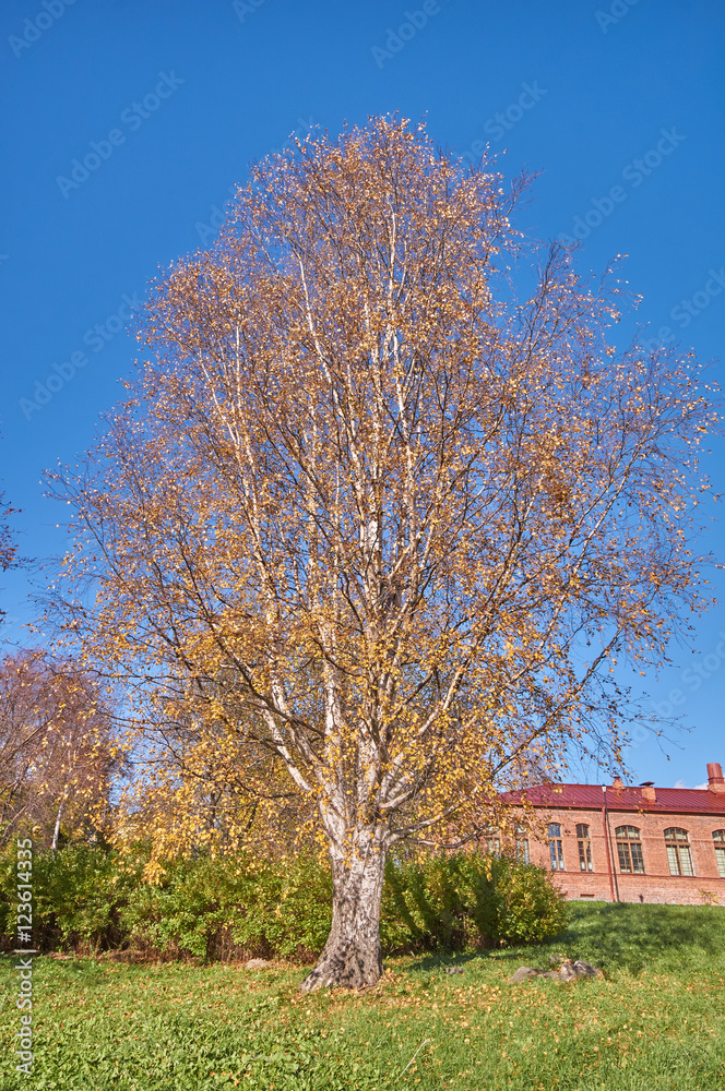 Obraz premium autumn Park