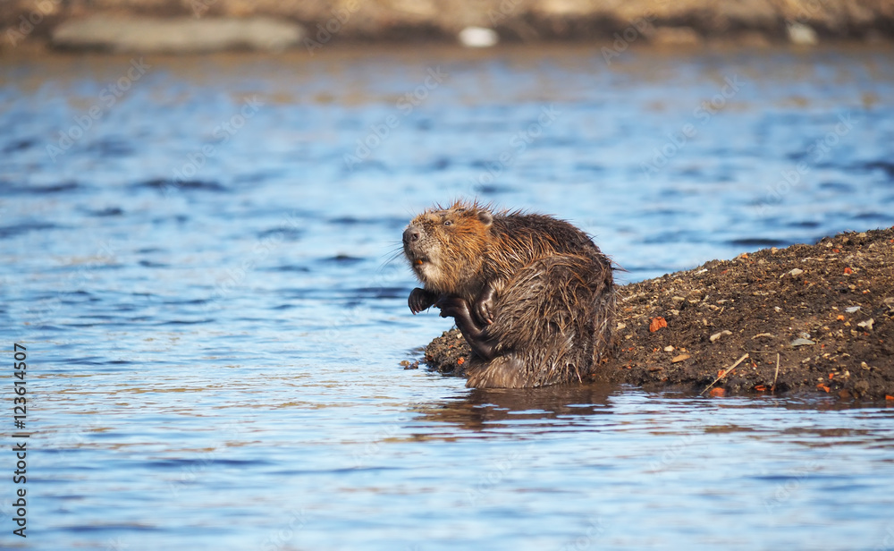 Fototapeta premium Beaver River