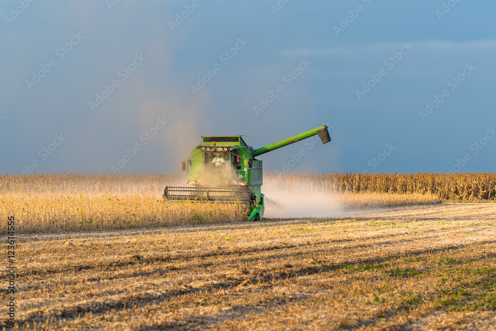 Fototapeta premium soybean harvest in autumn