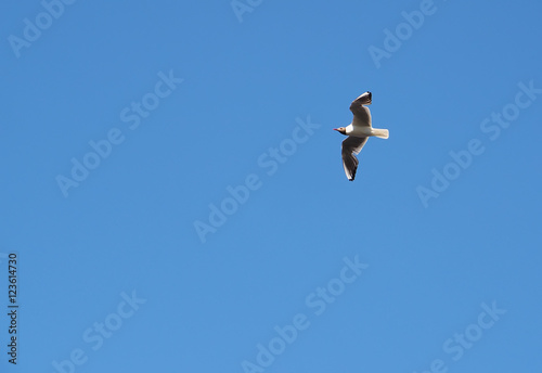 seagull in flight