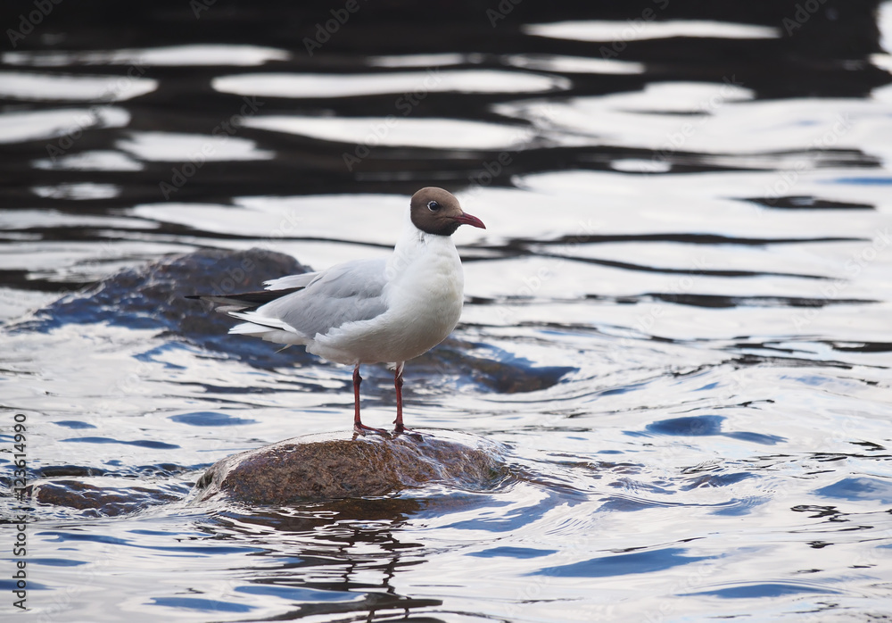 Obraz premium gulls on the lake