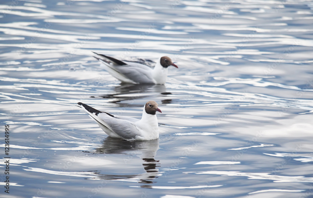 gulls on the lake