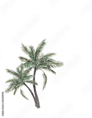 Set of Watercolor painting palm trees isolated on white background
