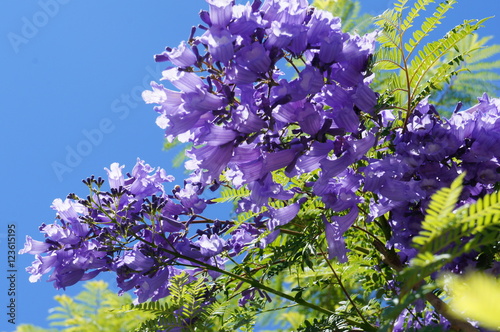 Branch of jacaranda purple flowers tree photo