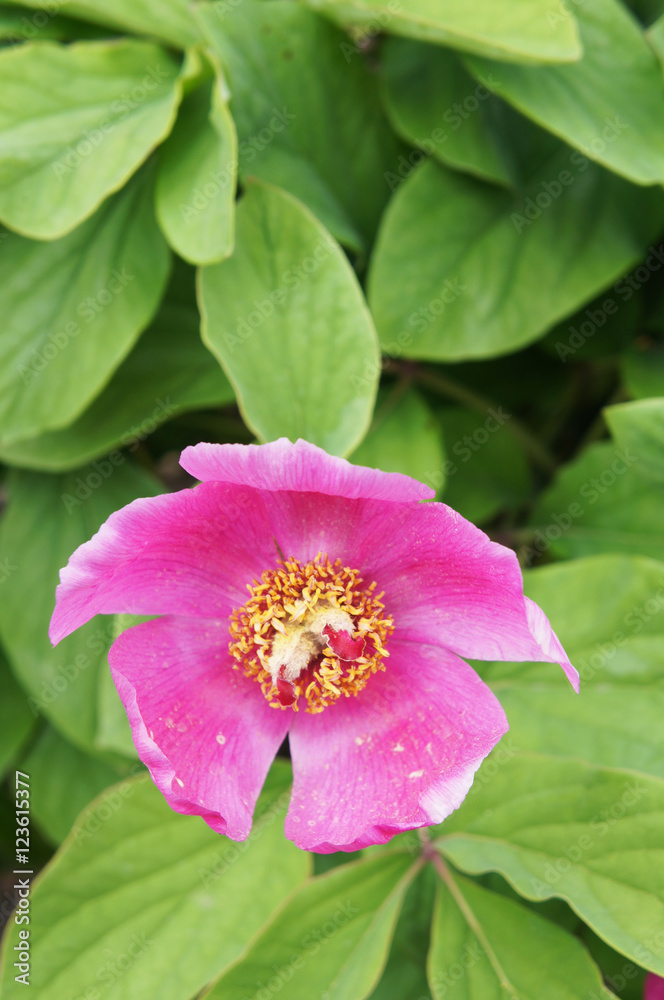 Pink and yellow peony flower head in garden Pink and yellow peony flower head in garden