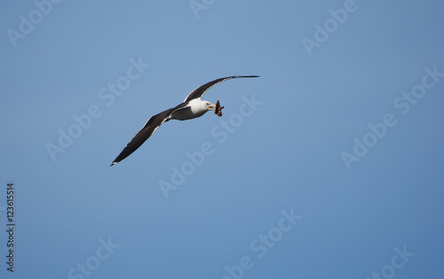 seagull in flight