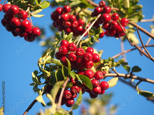 rowan berries