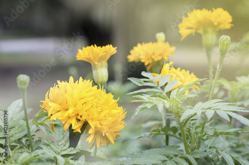 group of yellow flower ,flower name is marigold,flower make to garland hand for Buddha photo