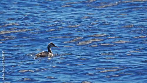 great crested grebe in the water