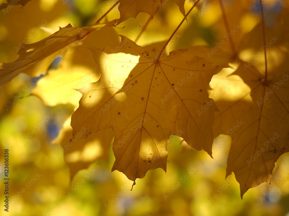 Obraz premium yellow maple leaves