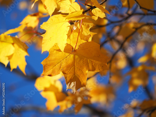 yellow maple leaves