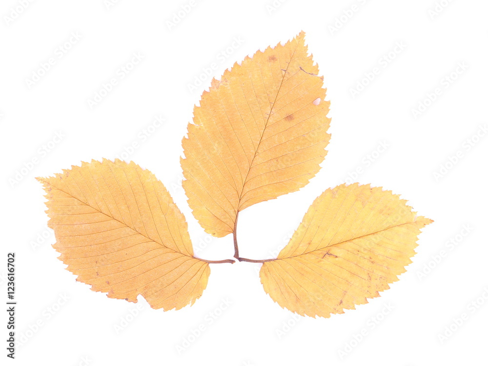dry leaves of elm on a white background dry leaves of elm on a white background