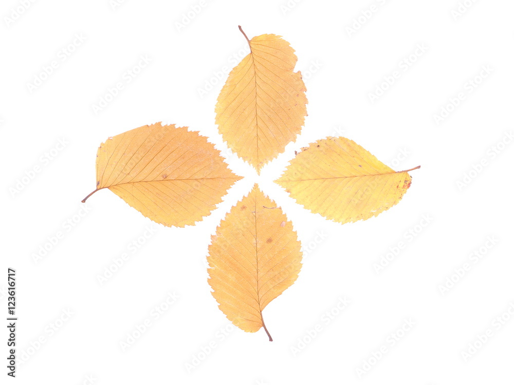 Fototapeta premium dry leaves of elm on a white background