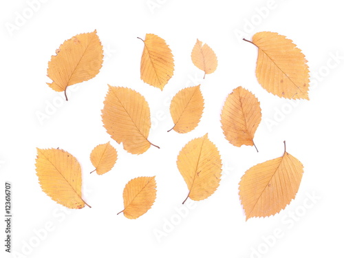dry leaves of elm on a white background