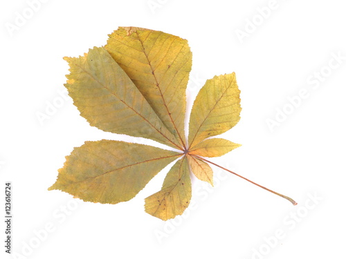 dry leaves of chestnut on a white background