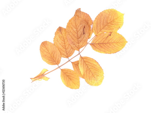 dry wild rose leaves on a white background