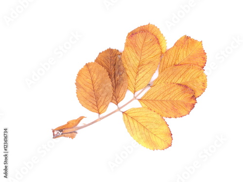 dry wild rose leaves on a white background
