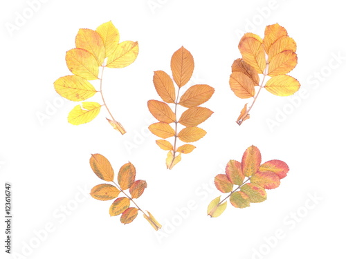 dry wild rose leaves on a white background