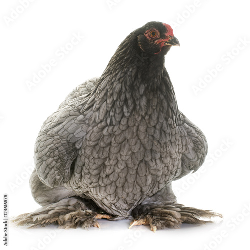 Billede på lærred brahma chicken in studio