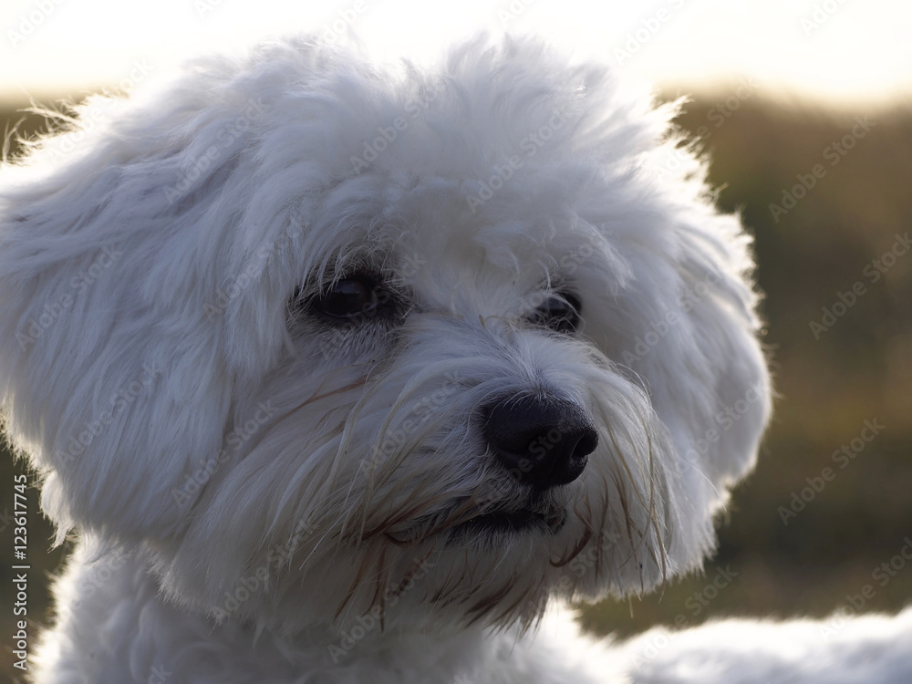 Maltese dog