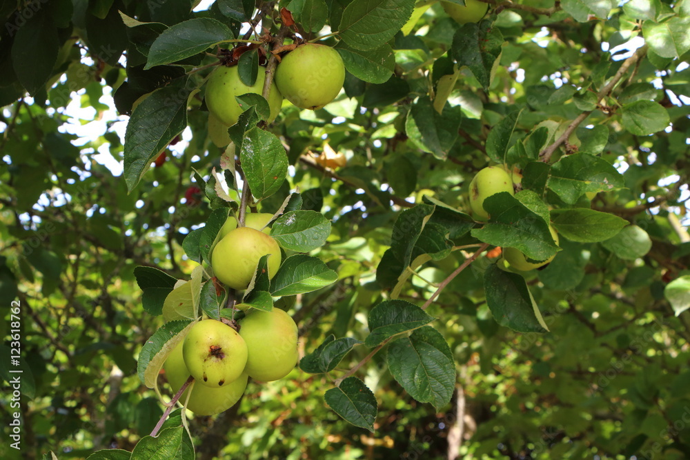 pommes murissant sur branche de pommier pommes murissant sur branche de pommier