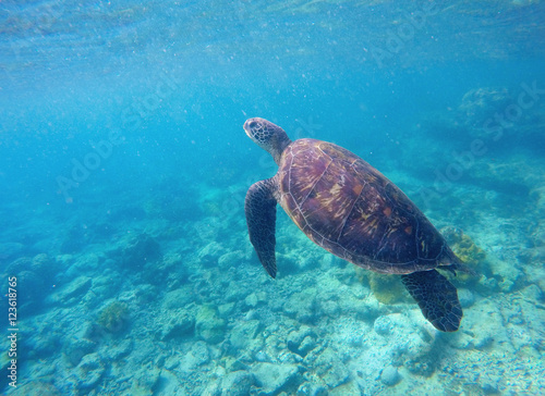 Green sea turtle in turquoise water © Elya.Q