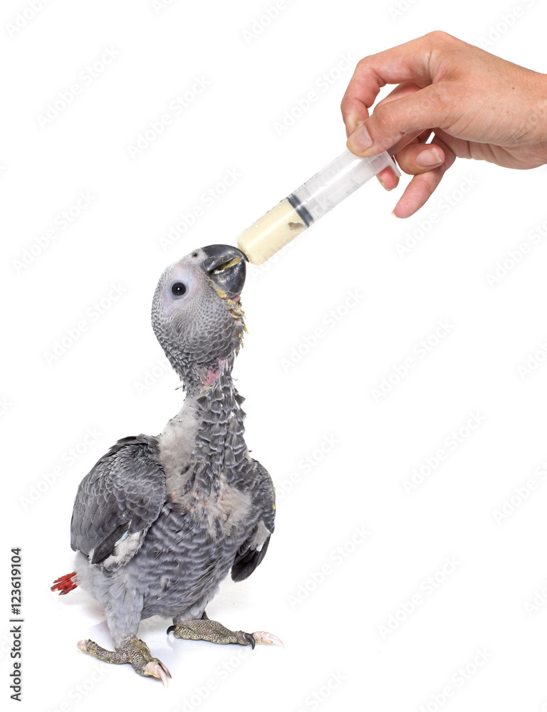 Obraz premium karmienie papugi