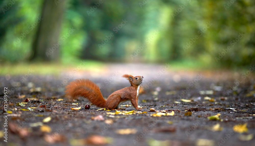 Eichhörnchen wartet auf Nüsse, Herbst im Park